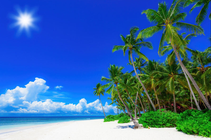 Tropical Beach Seascape Wall Mural | Blue Sky Palm Tree Wallpaper for Living Room